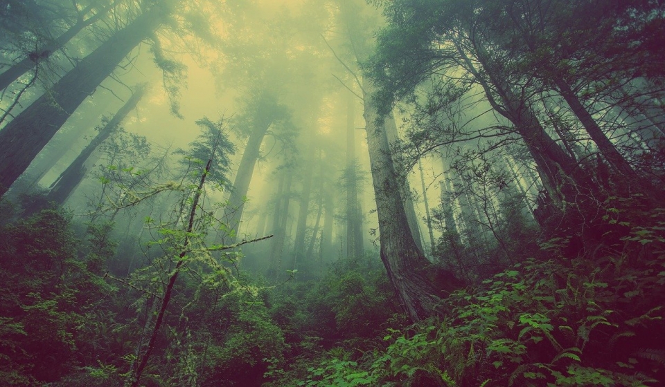 forest-931706_1280